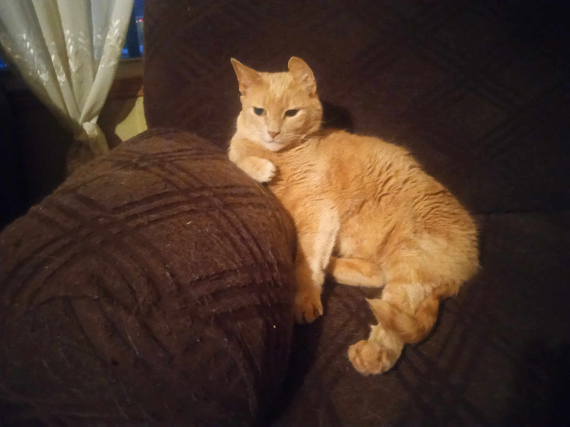 Ratcat joined the competition — help win amazing prizes! animal, brown, cat, couch, cozy, curtains, domestic, feline, fur, furniture, ginger_cat, home, indoor, mammal, paw, pet, relaxed, resting, texture, window