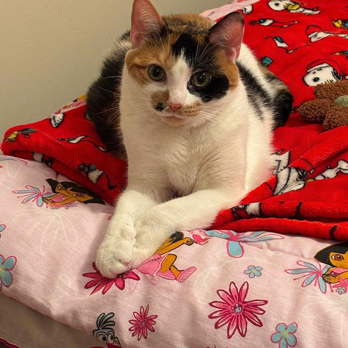 Patchez joined the competition — help win amazing prizes! abyssinian, animal, bed, bedroom, blanket, cat, couch, cushion, face, furniture, head, homedecor, indoors, kitten, linen, manx, person, pet, quilt, room