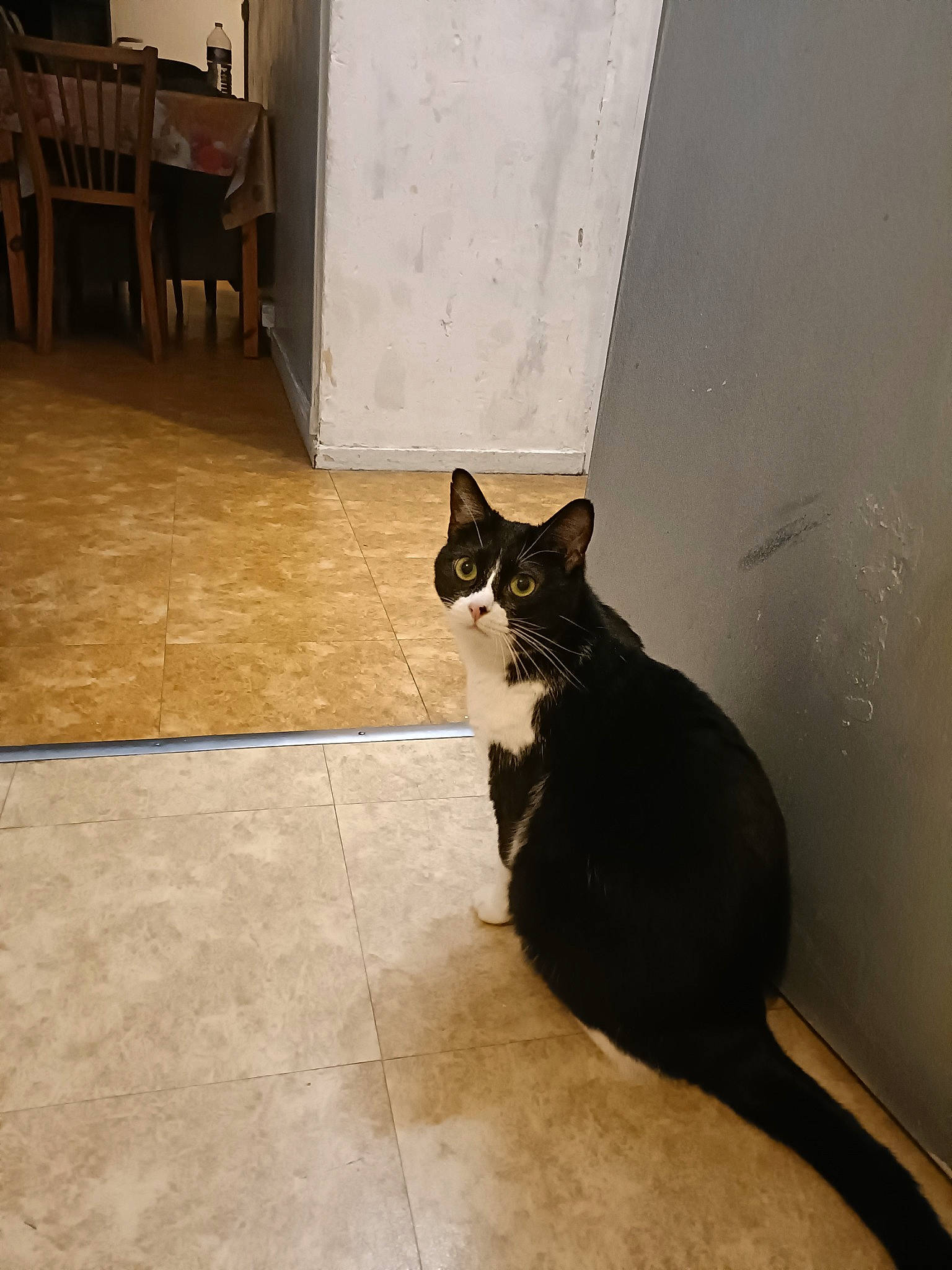 Minnie participe au concours pour gagner de l'argent avec cette photo : carnivore, cat, domestic_short_haired_cat, door, felidae, floor, flooring, fur, grey, hardwood, shadow, small_to_medium_sized_cats, tail, tile, tile_flooring, tints_and_shades, whiskers, window, wood, wood_flooring