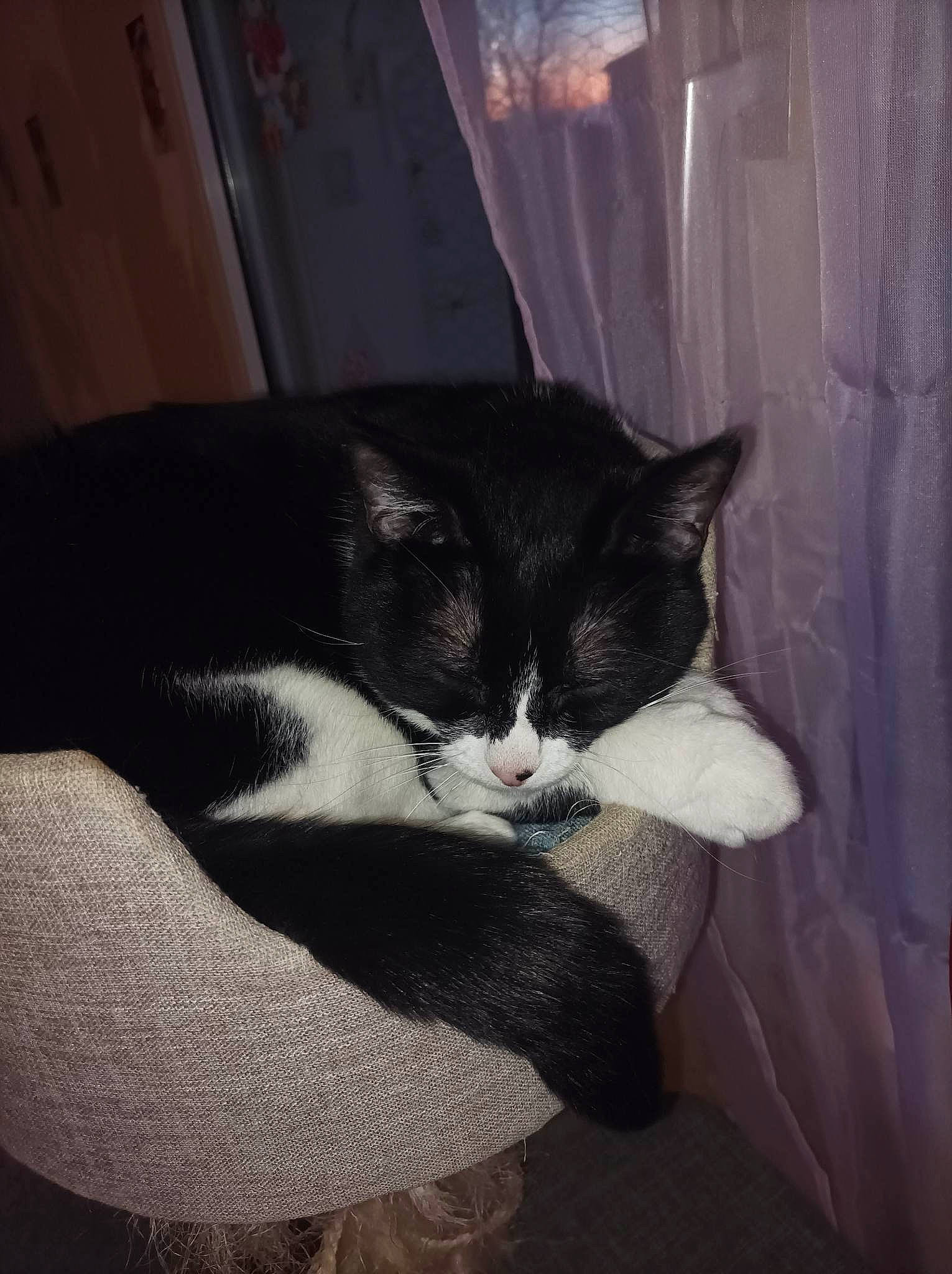 Minnie a rejoint le concours — aidez-le/la à gagner de superbes lots ! carnivore, cat, comfort, curtain, domestic_short_haired_cat, eye, felidae, fur, human_leg, nap, paw, small_to_medium_sized_cats, snout, tail, whiskers, window