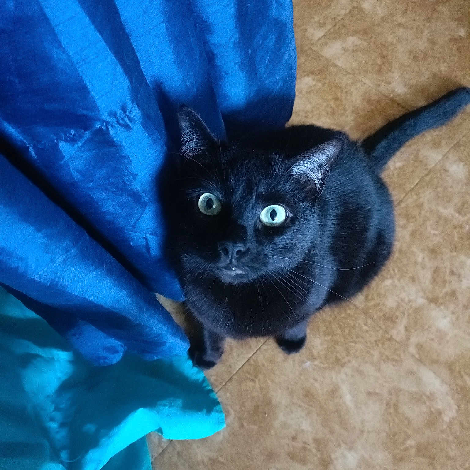 Bella