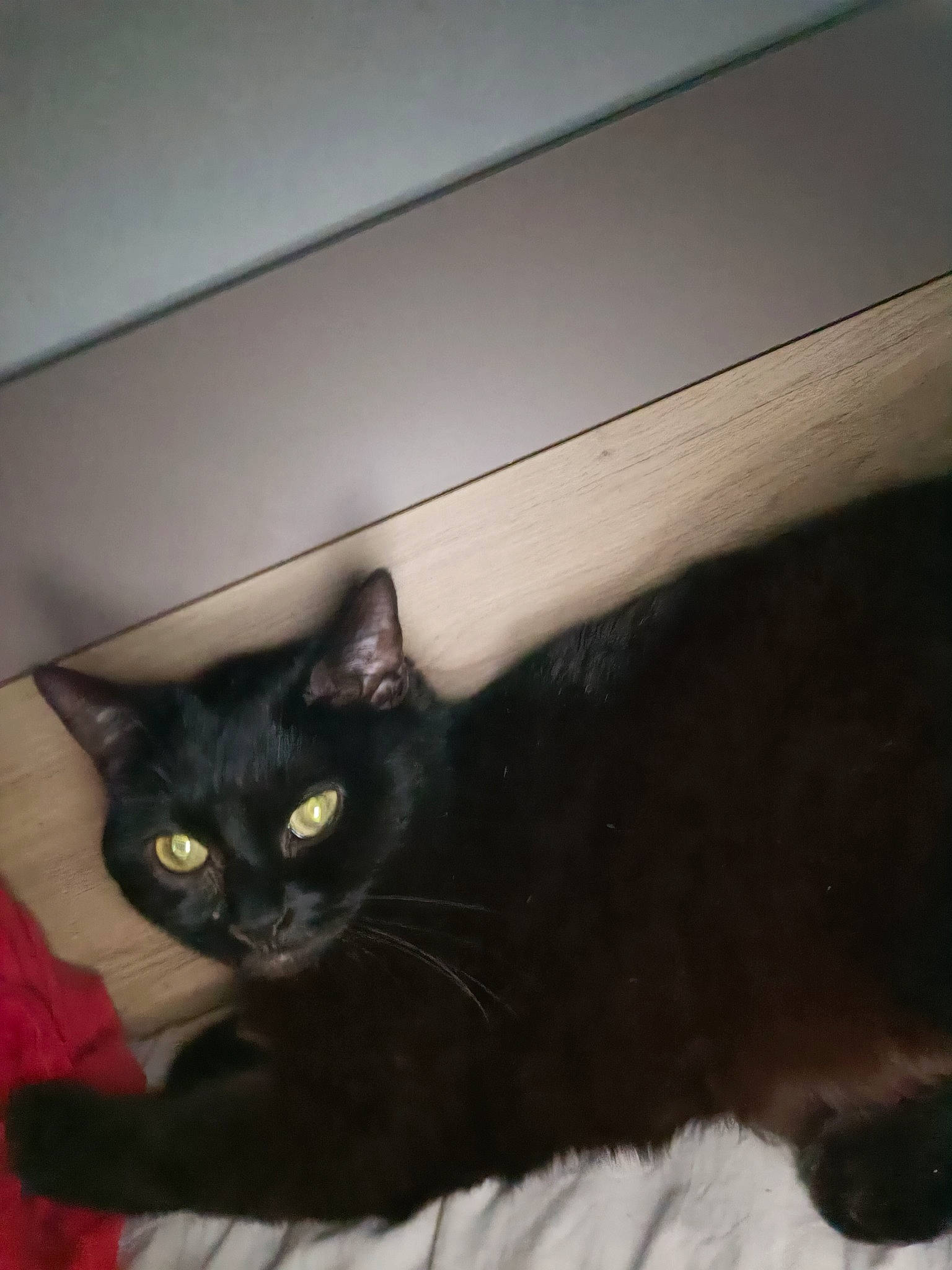 Princesse a rejoint le concours — aidez-le/la à gagner de superbes lots ! black_cat, bombay, carnivore, cat, cat_supply, claw, comfort, domestic_short_haired_cat, felidae, flooring, fur, hardwood, line, room, small_to_medium_sized_cats, snout, tail, terrestrial_animal, whiskers, wood