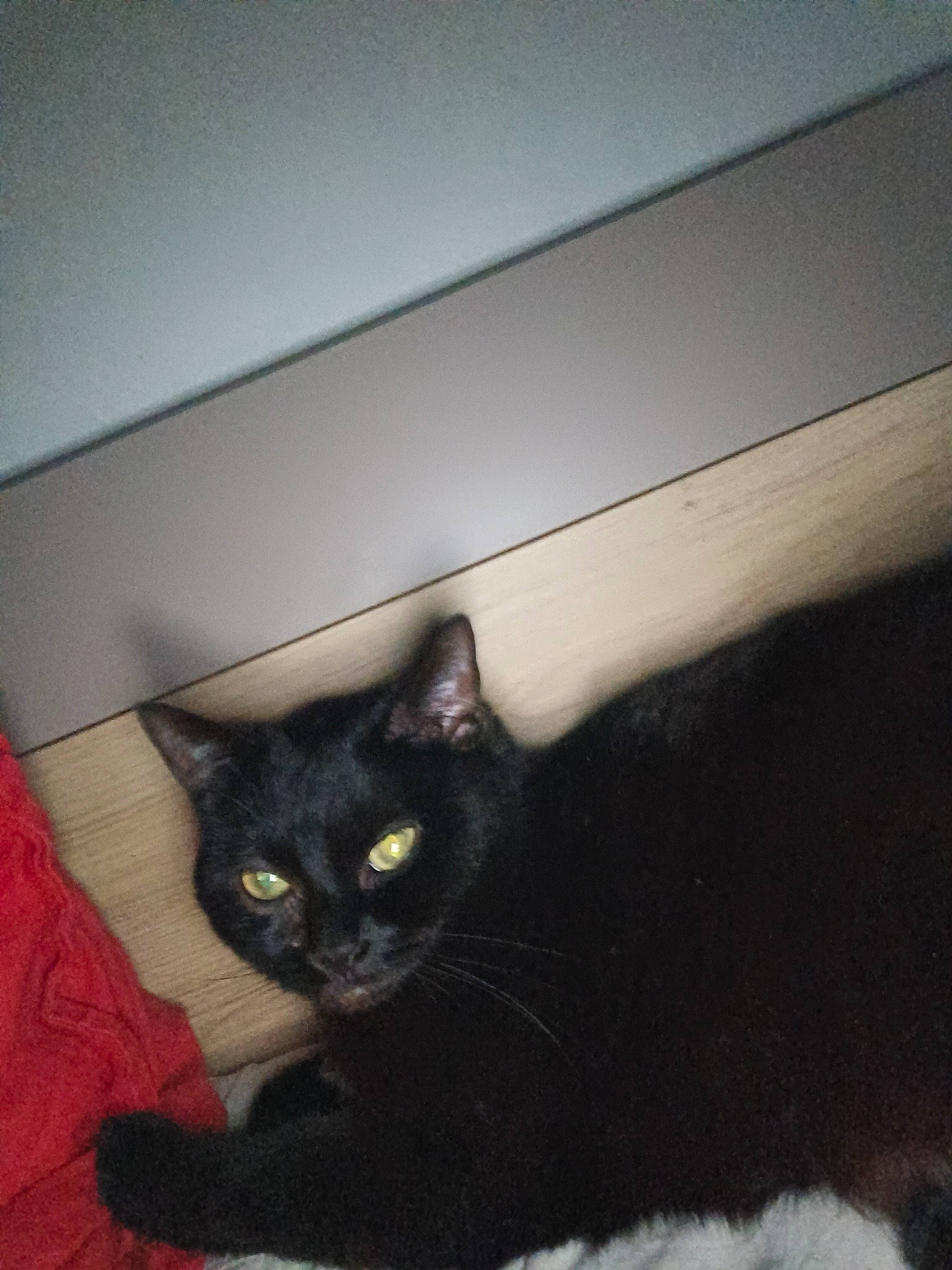 Princesse participe au concours pour gagner de l'argent avec cette photo : black_cat, bombay, carnivore, cat, claw, domestic_short_haired_cat, felidae, flooring, fur, hardwood, paw, room, small_to_medium_sized_cats, tail, terrestrial_animal, whiskers, wood