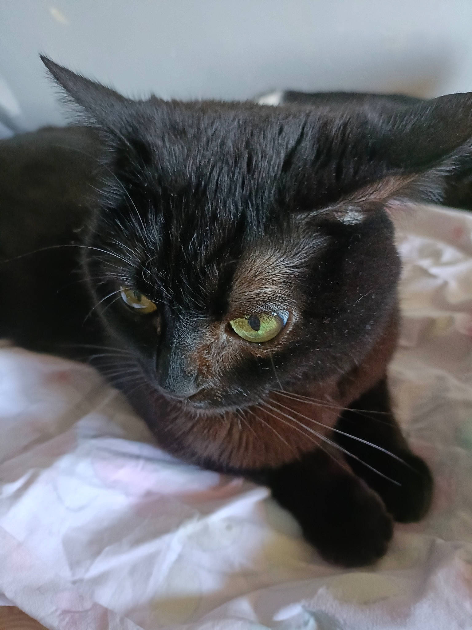 Princesse a rejoint le concours — aidez-le/la à gagner de superbes lots ! black_cat, bombay, carnivore, cat, claw, comfort, domestic_short_haired_cat, ear, eye, felidae, fur, head, paw, small_to_medium_sized_cats, snout, tail, terrestrial_animal, whiskers