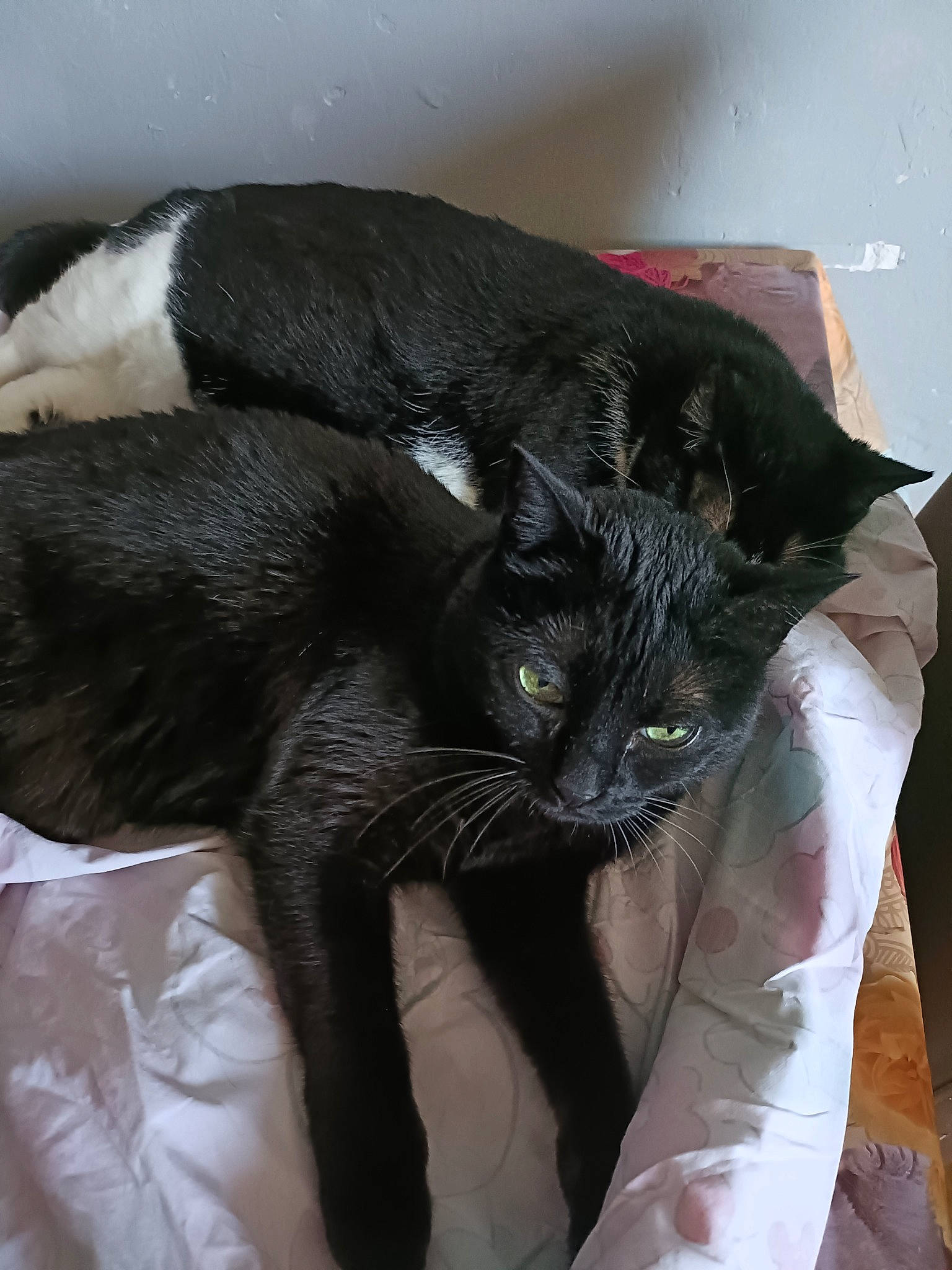 Melo participe au concours pour gagner de l'argent avec cette photo : black_cat, bombay, carnivore, cat, claw, comfort, domestic_short_haired_cat, ear, felidae, fur, gesture, paw, small_to_medium_sized_cats, snout, tail, terrestrial_animal, whiskers