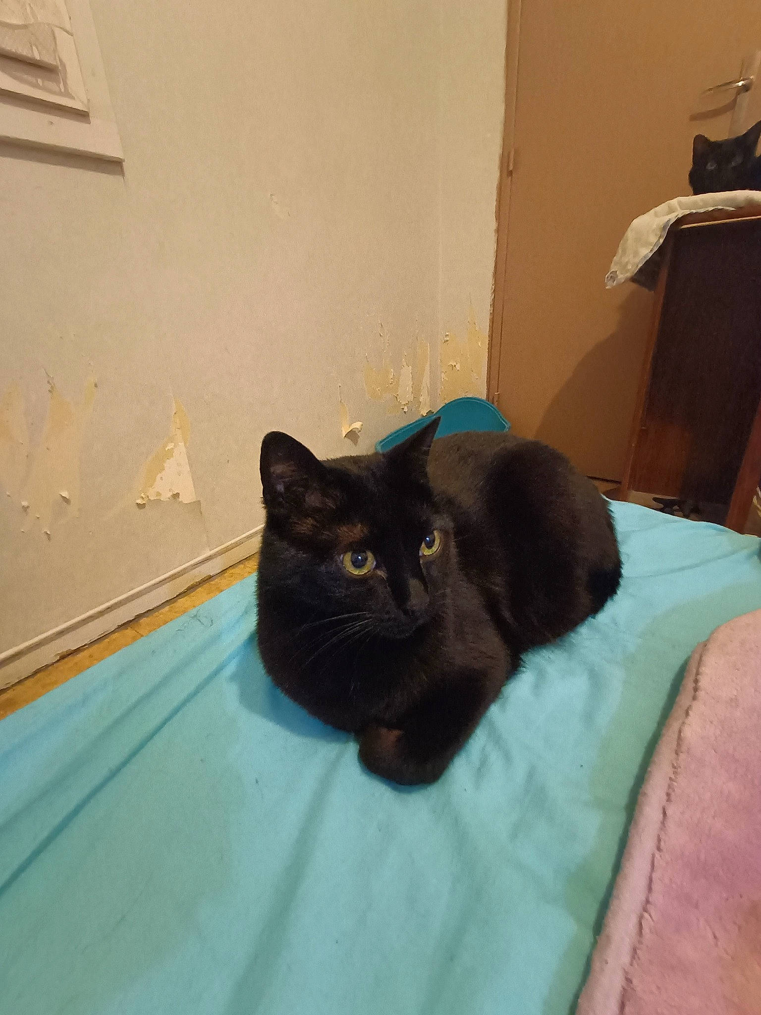 Melo a rejoint le concours — aidez-le/la à gagner de superbes lots ! black_cat, bombay, carnivore, cat, cat_supply, comfort, domestic_short_haired_cat, electric_blue, felidae, flooring, fur, grey, hardwood, linens, room, small_to_medium_sized_cats, tail, terrestrial_animal, whiskers, wood