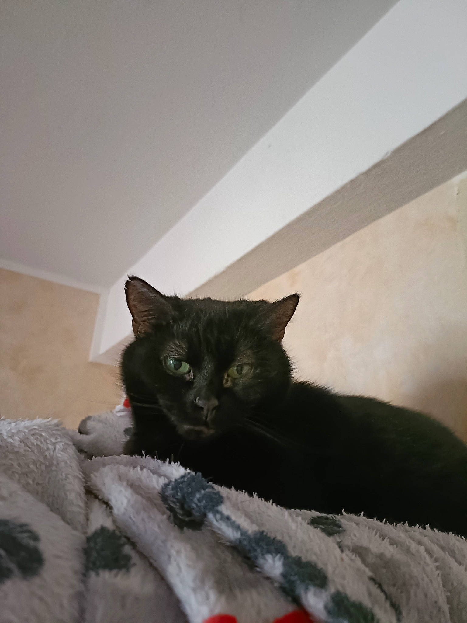 Meli a rejoint le concours — aidez-le/la à gagner de superbes lots ! black_cat, carnivore, cat, cat_supply, comfort, domestic_short_haired_cat, felidae, fur, grey, hardwood, linens, room, small_to_medium_sized_cats, tail, whiskers, wood