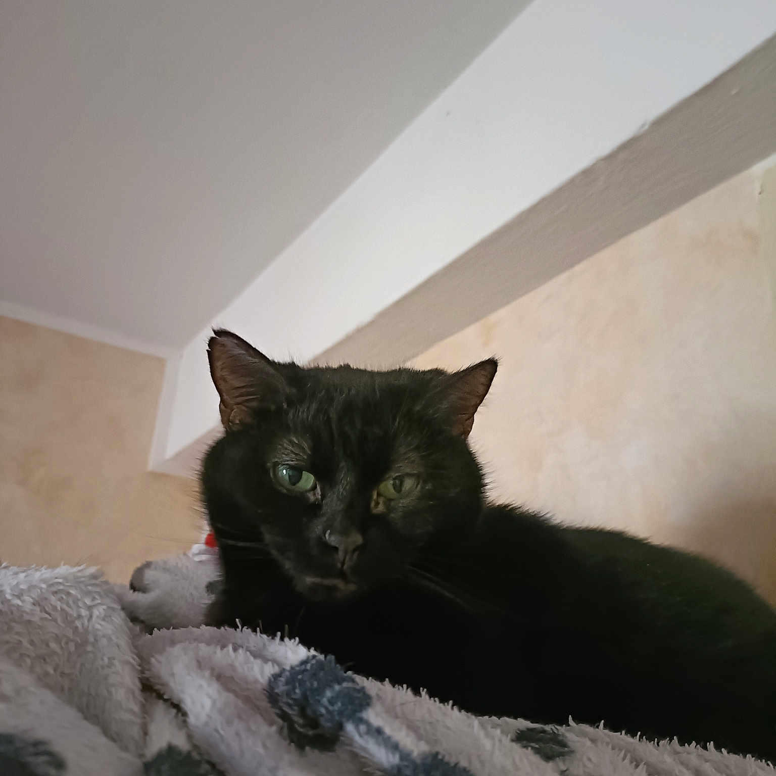 Meli