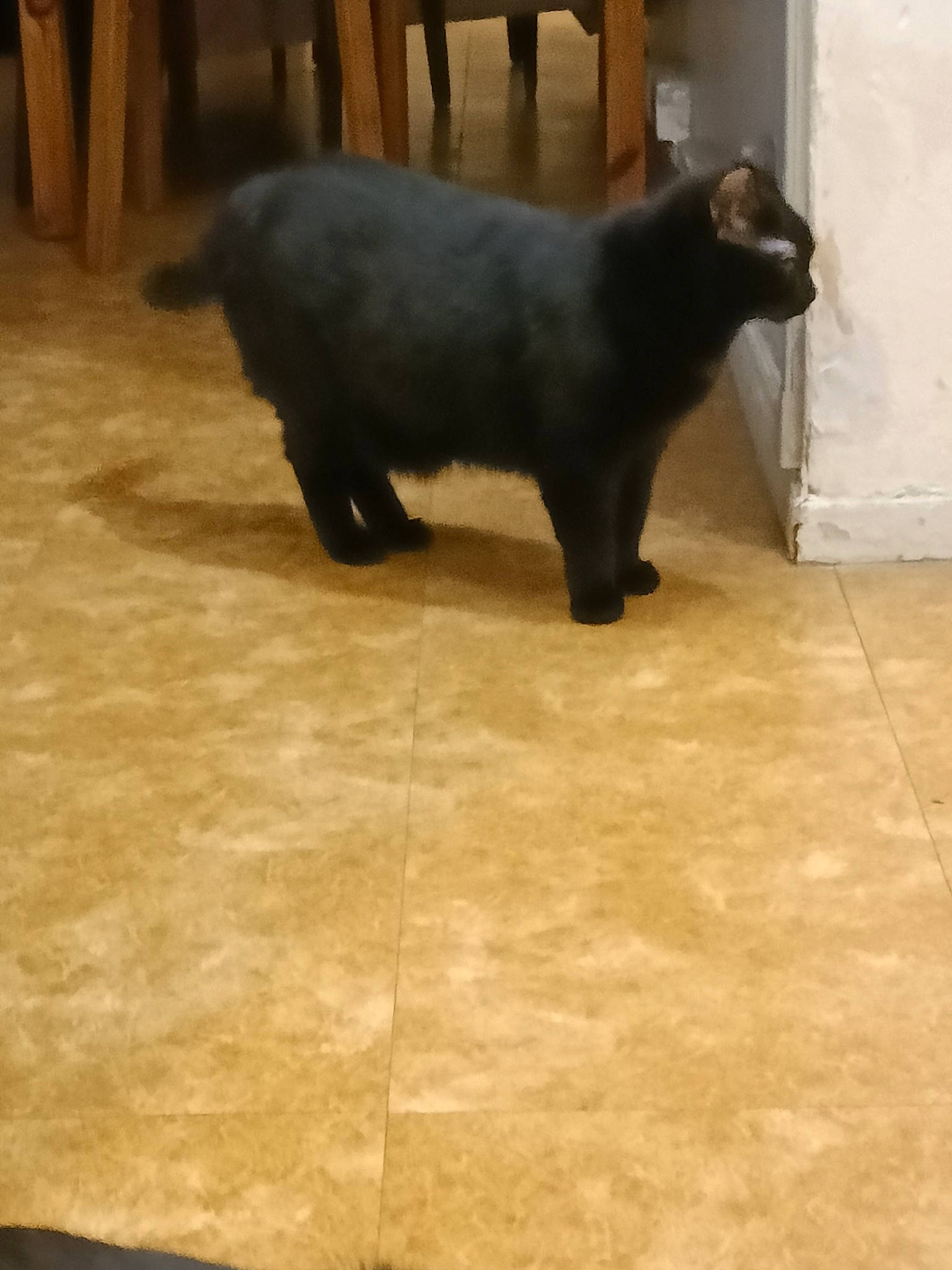 Meli a rejoint le concours — aidez-le/la à gagner de superbes lots ! bear, canidae, carnivore, claw, companion_dog, dog_breed, felidae, floor, flooring, fur, hardwood, small_to_medium_sized_cats, snout, sporting_group, tail, terrestrial_animal, tile_flooring, whiskers, wood, working_animal