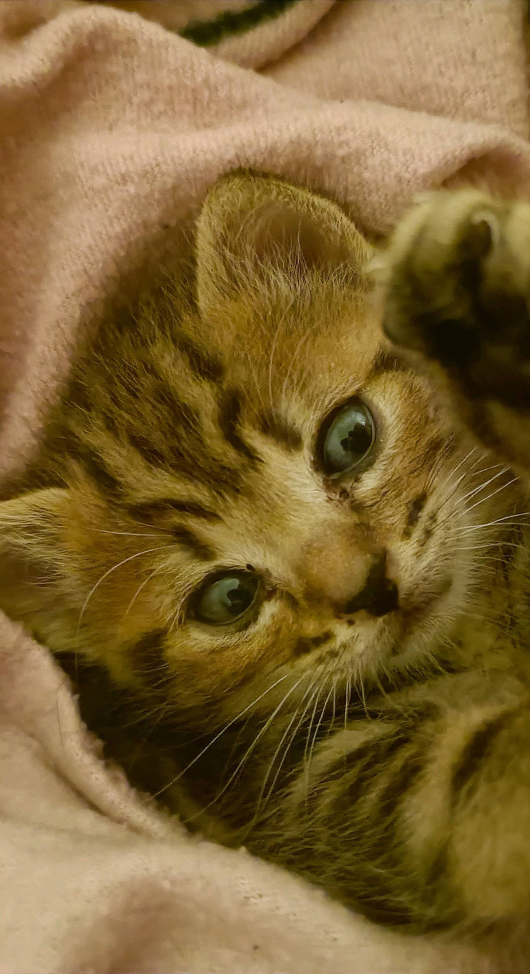 Nala participe au concours pour gagner de l'argent avec cette photo : carnivore, cat, claw, domestic_short_haired_cat, fawn, felidae, fur, paw, small_to_medium_sized_cats, snout, tail, terrestrial_animal, whiskers, wildlife