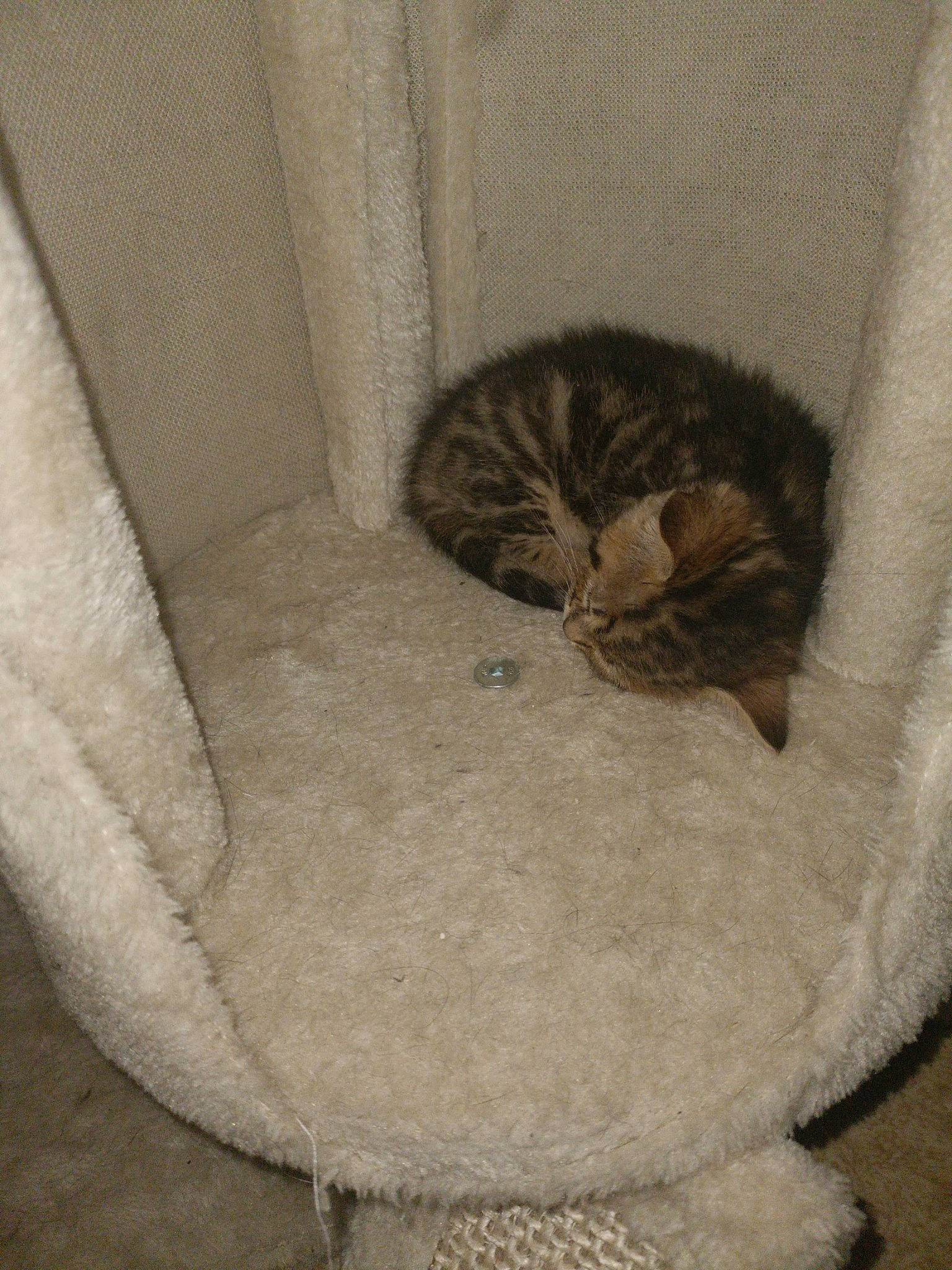 Nala participe au concours pour gagner de l'argent avec cette photo : carnivore, cat, cat_bed, cat_supply, comfort, domestic_short_haired_cat, fawn, felidae, flooring, fur, grey, paw, pet_supply, small_to_medium_sized_cats, snout, tail, terrestrial_animal, whiskers, window, wood