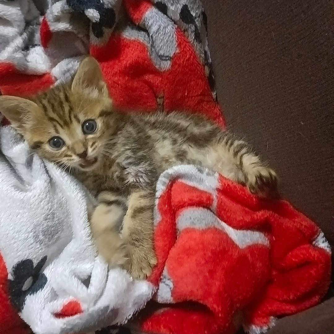 Nala
