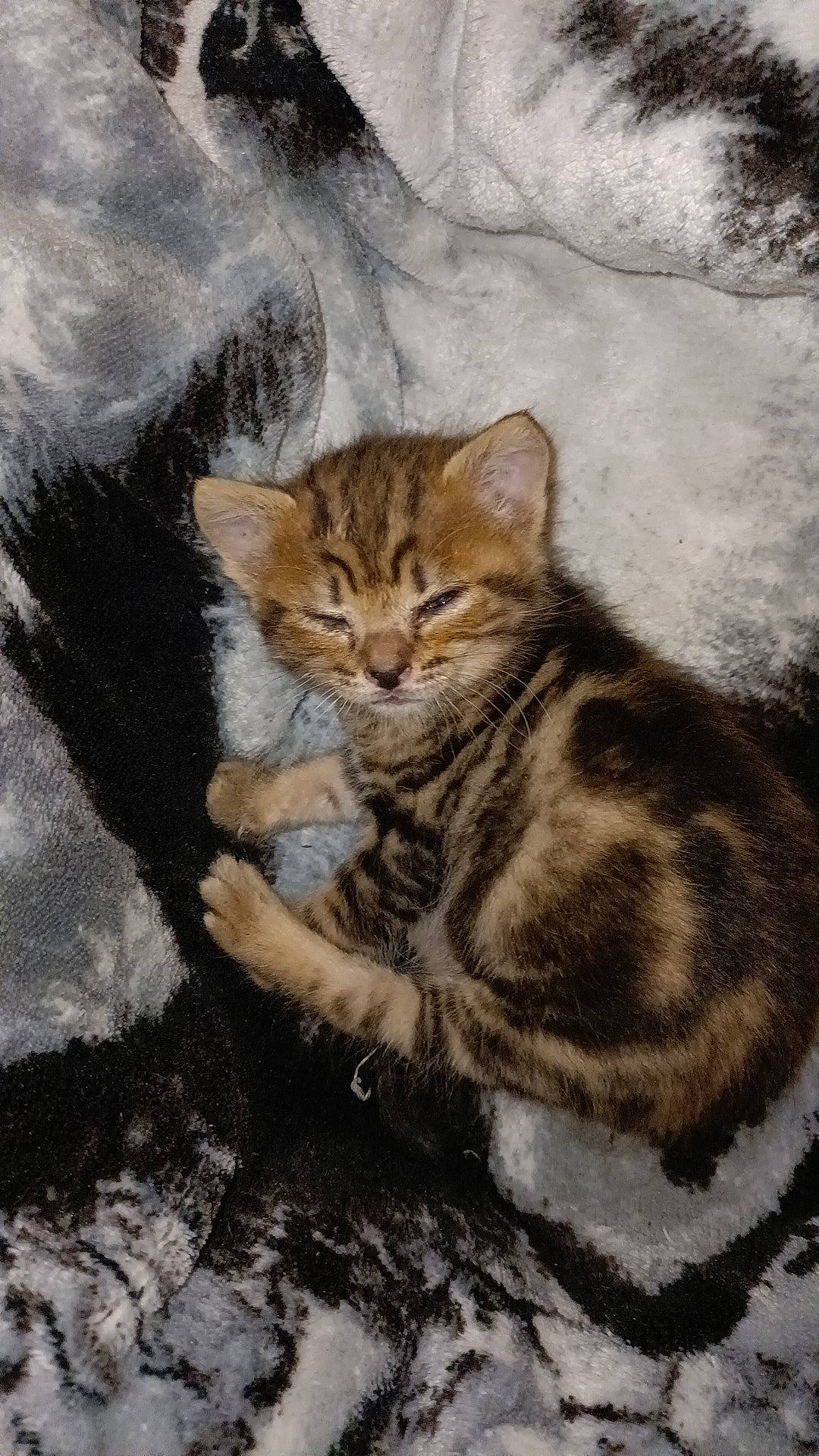 Nala a rejoint le concours — aidez-le/la à gagner de superbes lots ! art, carnivore, cat, claw, domestic_short_haired_cat, drawing, eye, fawn, felidae, fur, illustration, paint, painting, small_to_medium_sized_cats, snout, tail, terrestrial_animal, tree, whiskers, wildlife