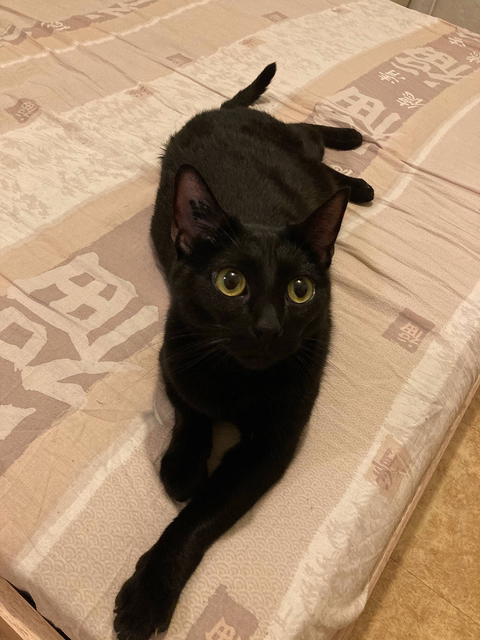 Lindsey a rejoint le concours — aidez-le/la à gagner de superbes lots ! black_cat, bombay, carnivore, cat, claw, comfort, domestic_short_haired_cat, felidae, flooring, fur, hardwood, havana_brown, small_to_medium_sized_cats, snout, tail, terrestrial_animal, whiskers, wood