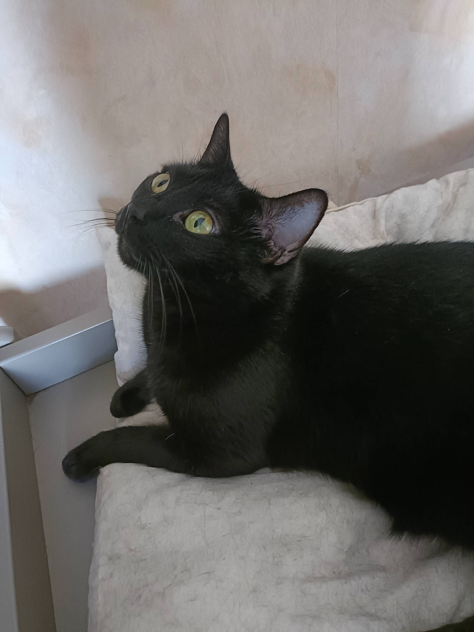 Lindsey participe au concours pour gagner de l'argent avec cette photo : black_cat, carnivore, cat, comfort, domestic_short_haired_cat, felidae, fur, grey, havana_brown, room, small_to_medium_sized_cats, tail, terrestrial_animal, whiskers