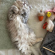 Aiko participe au concours pour gagner de l'argent avec cette photo : cat, fluffy, sleeping, relaxed, pet, gray, feline, cozy, plush_toy, acorn_toy, blanket, indoor, cute, resting, fur, animal, whiskers, paw, soft, napping