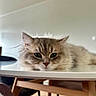 Aiko a rejoint le concours — aidez-le/la à gagner de superbes lots ! cat, fluffy, table, indoor, relaxed, pet, feline, sleepy, green_eyes, fur, household, wooden_chair, closeup, domestic_animal, resting, animal, cute, whiskers, mammal, calm
