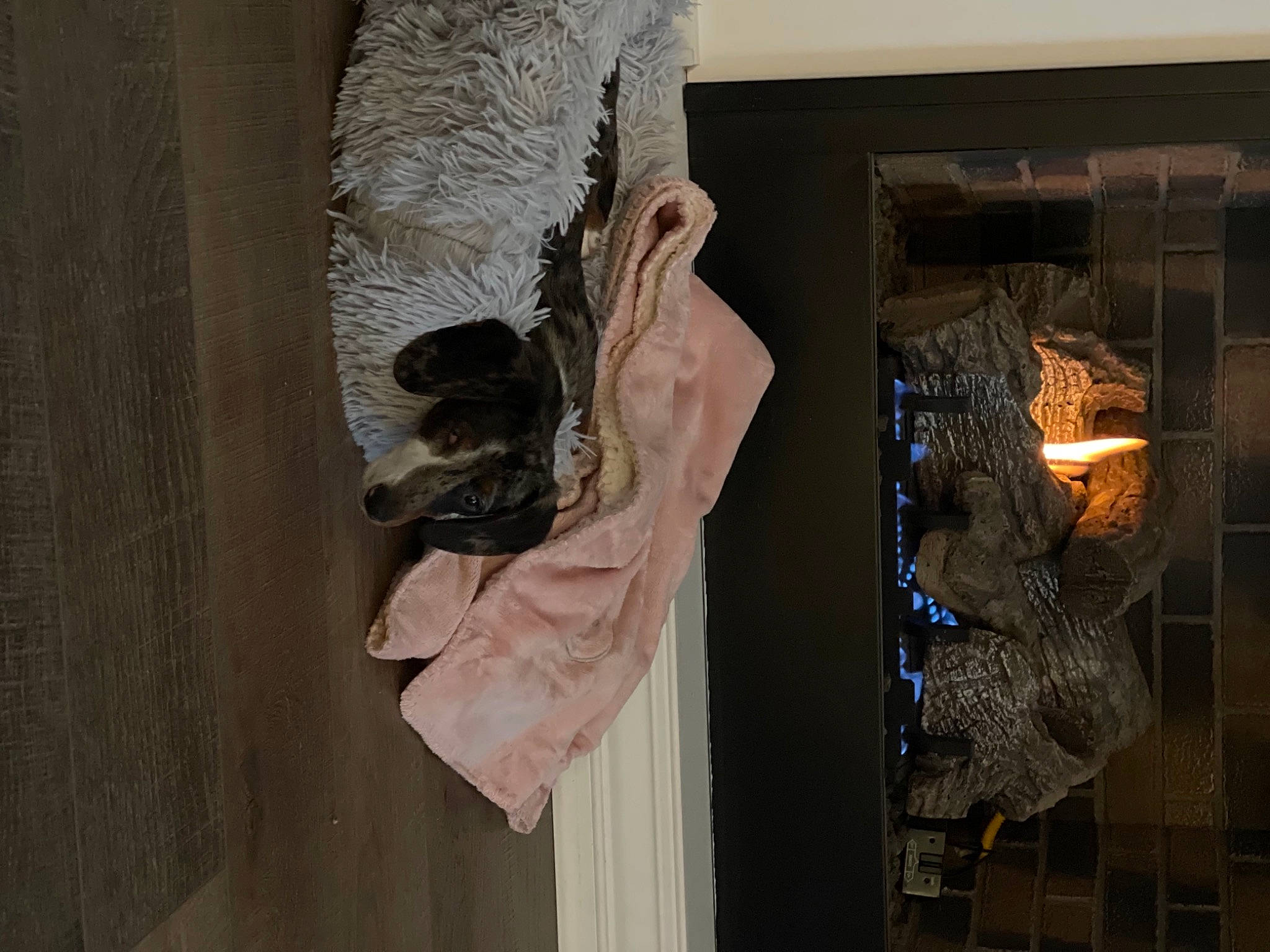 Roxie is registered to the contest to win money with this photo: building, ceiling, door, gas, glass, hardwood, heat, house, pattern, plaster, room, textile, tree, visual_arts, window, wood