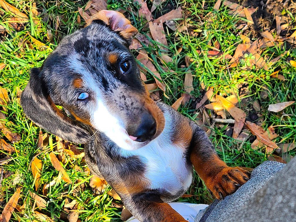 Roxie joined the competition — help win amazing prizes! canidae, carnivore, companion_dog, dog, dog_breed, fawn, grass, hound, hunting_dog, paw, plant, puppy, snout, sporting_group, terrestrial_animal, whiskers, working_animal, working_dog