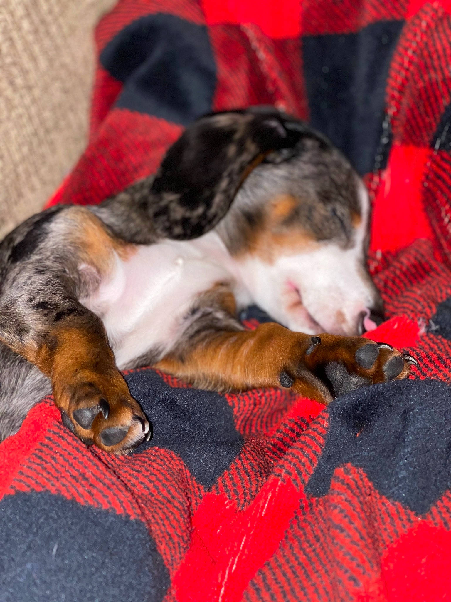 Roxie is registered to the contest to win money with this photo: canidae, carnivore, cat, claw, comfort, companion_dog, dog_breed, domestic_short_haired_cat, fawn, felidae, lap, mammal, nap, paw, small_to_medium_sized_cats, snout, sporting_group, tail, vertebrate, whiskers