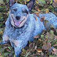 Roxy joined the competition — help win amazing prizes! dog, blue_heeler, autumn, leaves, smiling, happy, outdoor, nature, pet, animal, fur, ears, tongue, collar, playful, lying_down, fall, seasonal, close_up, cheerful