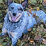 dog, blue_heeler, autumn, leaves, smiling, happy, outdoor, nature, pet, animal, fur, ears, tongue, collar, playful, lying_down, fall, seasonal, close_up, cheerful