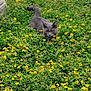 animal, camouflage, cat, closeup, daytime, feline, field, flora, grass, gray_cat, greenery, nature, outdoor, pet, plant, resting, summer, sunlight, wildlife, yellow_flowers