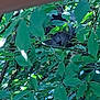 animal, branch, camouflage, cat, curious, foliage, green_leaves, hidden, leafy, mammal, nature, outdoor, pet, plant, quiet, quiet_moment, resting, shade, tree, wildlife
