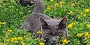 Jasper joined the competition — help win amazing prizes! alert, animal, camouflage, cat, crouching, cute, feline, field, flora, grass, gray_cat, greenery, mammal, nature, outdoor, pet, plant, small_animal, wildlife, yellow_flowers