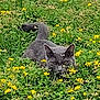 animal, cat, closeup, crouching, feline, field, flora, grass, gray_cat, greenery, hidden, mammal, nature, outdoor, pet, plant, spring, sunlight, wildflowers, yellow_flowers
