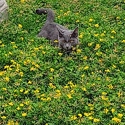 Jasper is registered to the contest to win money with this photo: animal, cat, closeup, crouching, cute, daylight, feline, field, flora, grass, gray_cat, greenery, mammal, nature, outdoor, pet, plant, summer, wildlife, yellow_flowers
