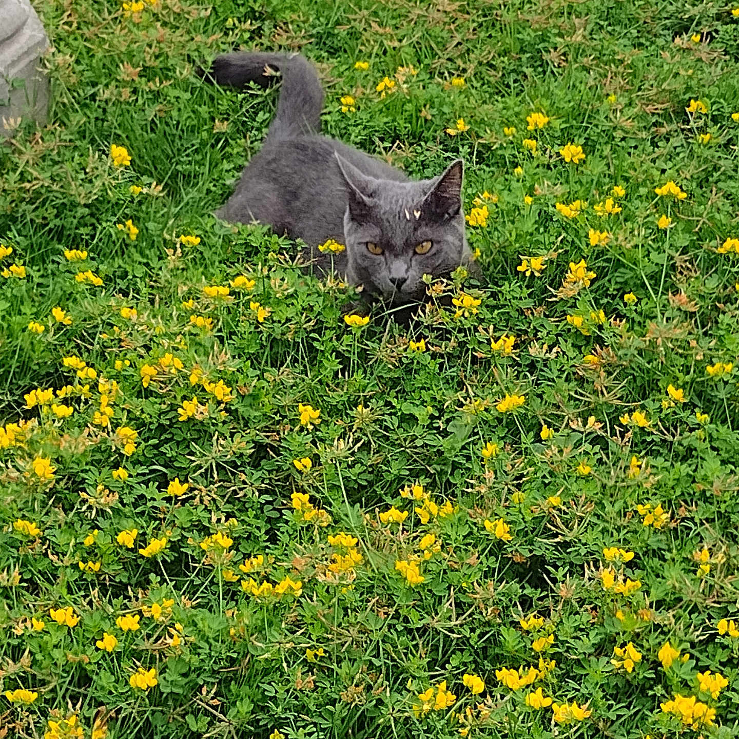 Jasper is registered to the contest to win money with this photo: animal, cat, closeup, crouching, cute, daylight, feline, field, flora, grass, gray_cat, greenery, mammal, nature, outdoor, pet, plant, summer, wildlife, yellow_flowers
