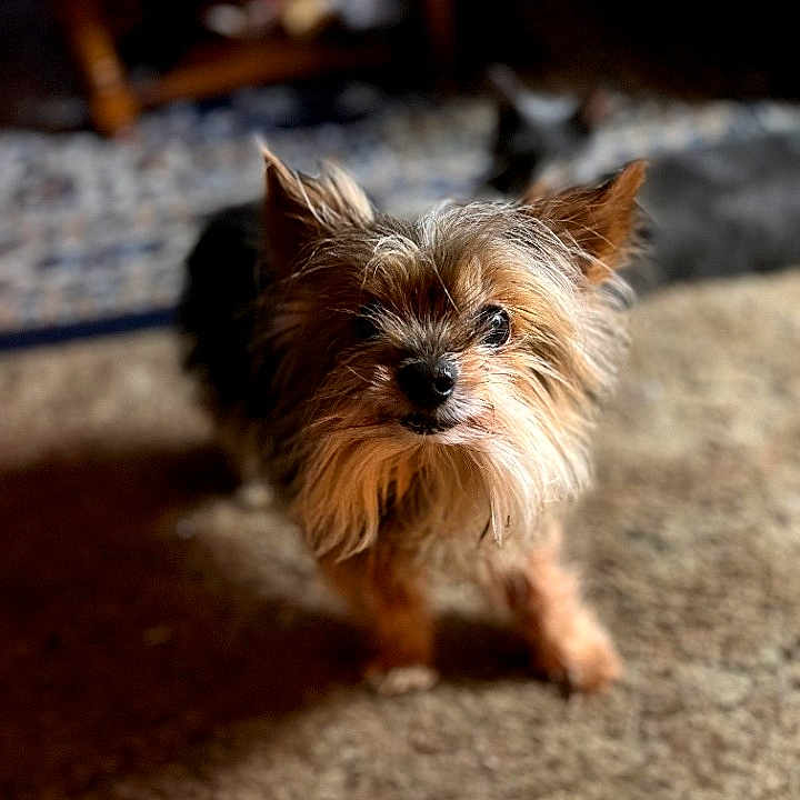 Lulu Mae