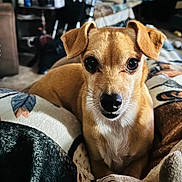Tinkerbell joined the competition — help win amazing prizes! dog, small_dog, brown_dog, pet, indoor, blanket, cozy, close_up, animal, canine, cute, fur, ears, face, looking, resting, home, comfort, portrait, domestic