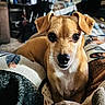 dog, small_dog, brown_dog, pet, indoor, blanket, cozy, close_up, animal, canine, cute, fur, ears, face, looking, resting, home, comfort, portrait, domestic