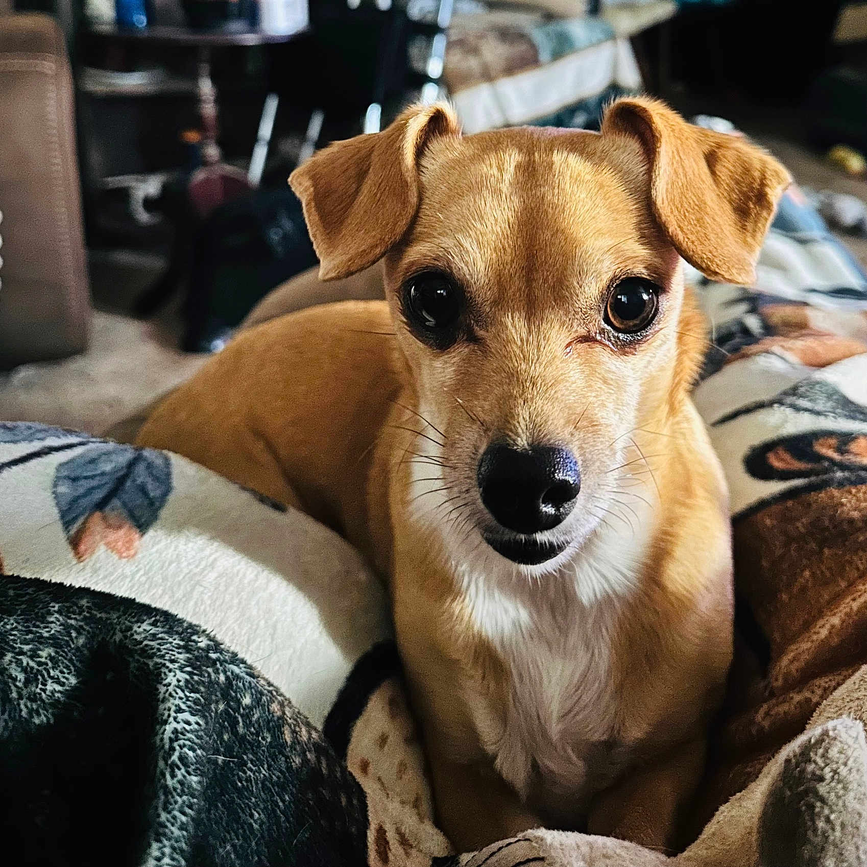 Tinkerbell joined the competition — help win amazing prizes! dog, small_dog, brown_dog, pet, indoor, blanket, cozy, close_up, animal, canine, cute, fur, ears, face, looking, resting, home, comfort, portrait, domestic