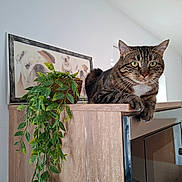 Zola participe au concours pour gagner de l'argent avec cette photo : cat, tabby_cat, pet, animal, feline, green_eyes, whiskers, striped_fur, sitting, lounging, indoor, home, cabinet, furniture, houseplant, leaves, framed_art, dog_portrait, wood, portrait