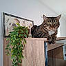 cat, tabby_cat, pet, animal, feline, green_eyes, whiskers, striped_fur, sitting, lounging, indoor, home, cabinet, furniture, houseplant, leaves, framed_art, dog_portrait, wood, portrait