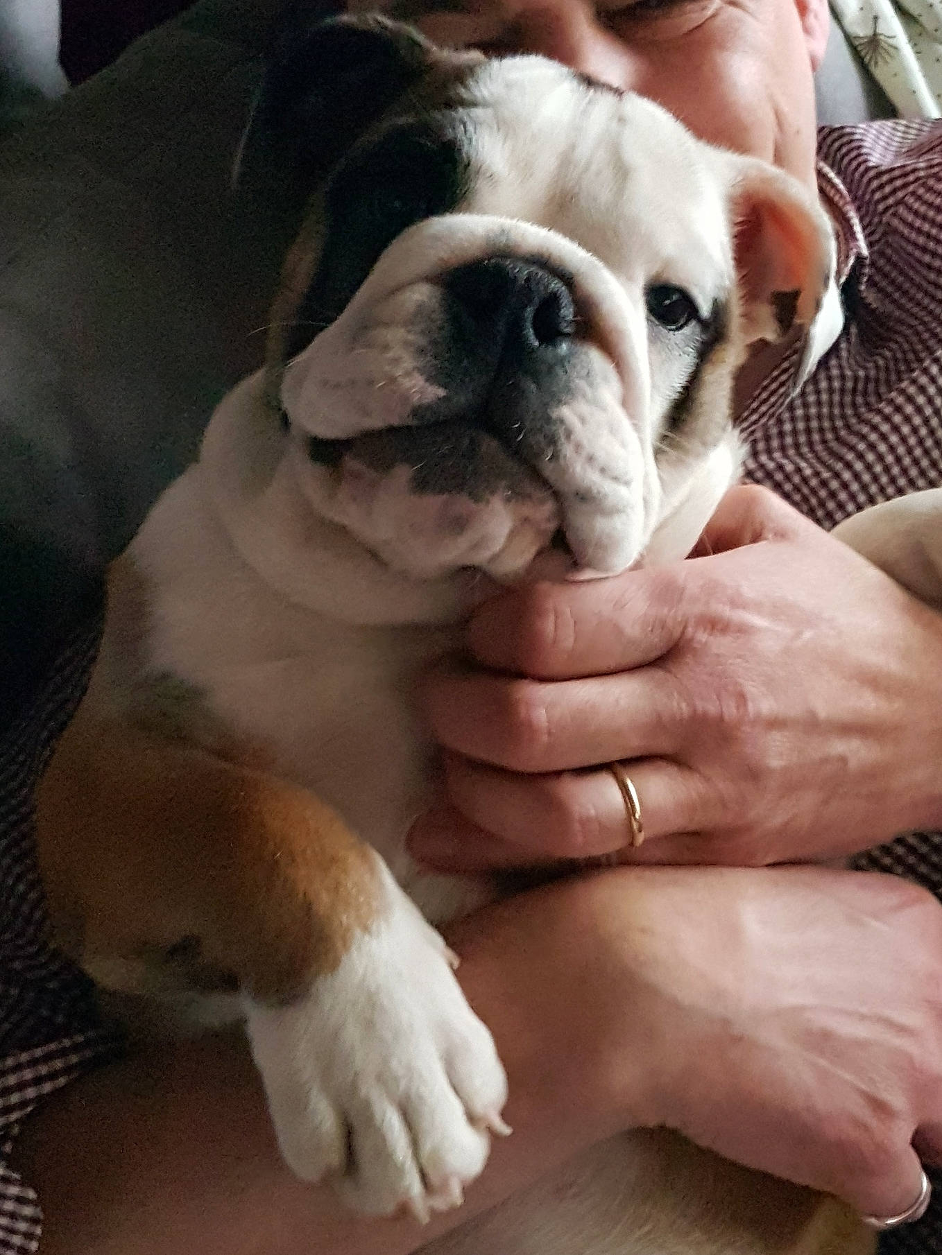 Tyson a rejoint le concours — aidez-le/la à gagner de superbes lots ! australian_bulldog, british_bulldogs, bulldog, canidae, carnivore, companion_dog, dog, dog_breed, mammal, nose, old_english_bulldog, olde_english_bulldogge, puppy, puppy_love, skin, snout, toy_bulldog, valley_bulldog, vertebrate, white_english_bulldog