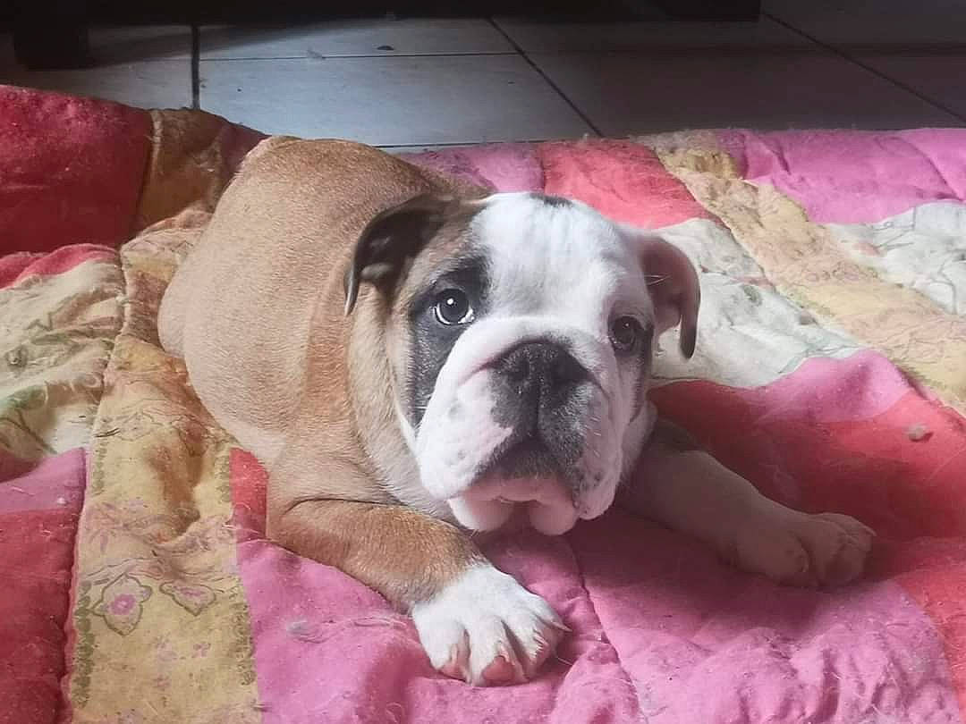 Tyson a rejoint le concours — aidez-le/la à gagner de superbes lots ! australian_bulldog, british_bulldogs, bulldog, canidae, carnivore, companion_dog, dog, dog_breed, mammal, non_sporting_group, nose, old_english_bulldog, olde_english_bulldogge, pink, puppy_love, skin, snout, toy_bulldog, valley_bulldog, vertebrate