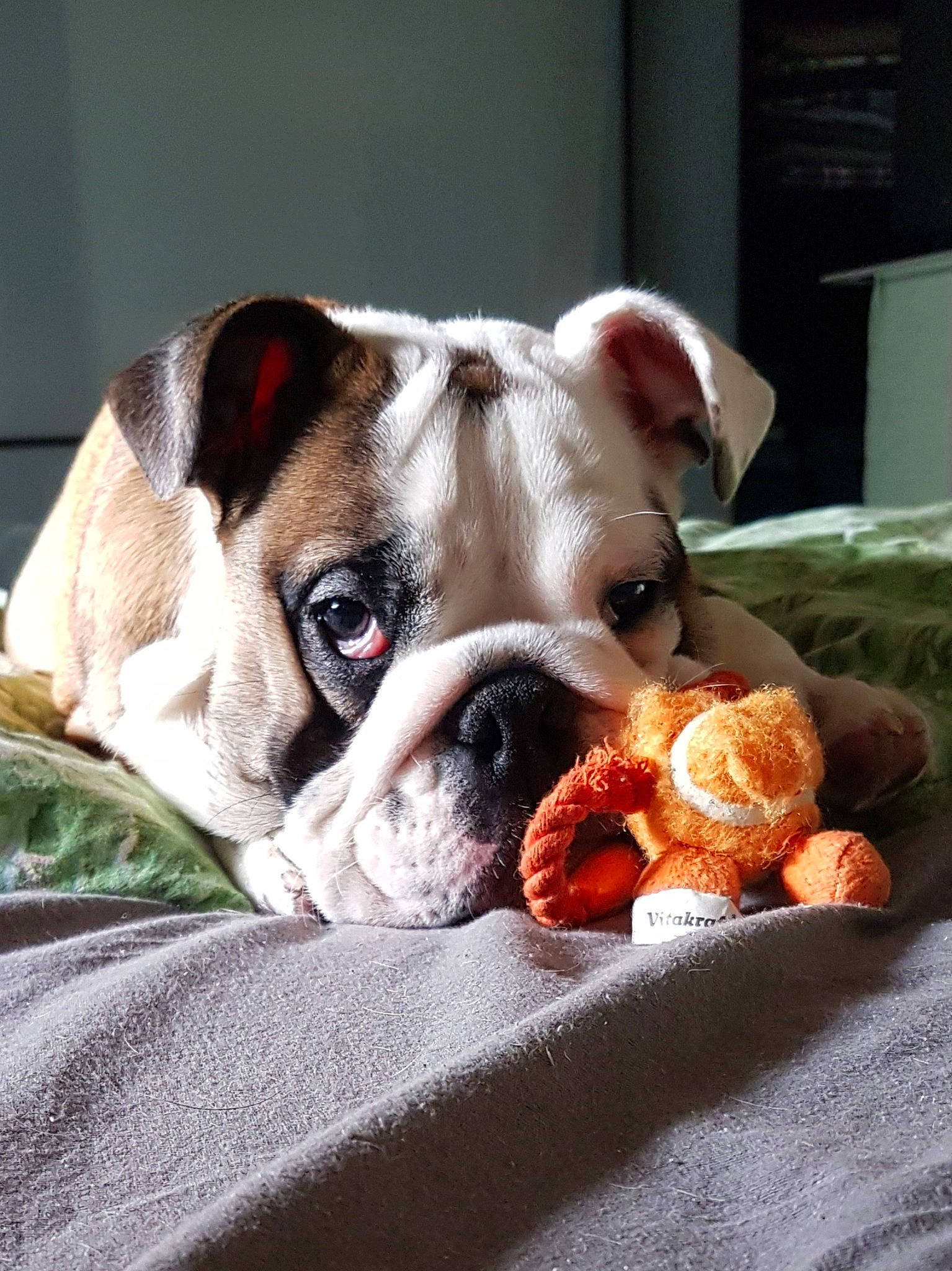 Tyson participe au concours pour gagner de l'argent avec cette photo : australian_bulldog, british_bulldogs, bulldog, canidae, carnivore, companion_dog, dog, dog_breed, mammal, non_sporting_group, nose, old_english_bulldog, olde_english_bulldogge, puppy, skin, snout, toy_bulldog, vertebrate, white_english_bulldog, wrinkle
