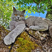 Peluche a rejoint le concours — aidez-le/la à gagner de superbes lots ! amber_eyes, animal, blue_sky, branch, cat, close_up, feline, fur, gray_cat, green_leaves, lying_down, moss, nature, outdoor, pet, portrait, relaxed, sunlight, tree, whiskers