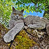 amber_eyes, animal, blue_sky, branch, cat, close_up, feline, fur, gray_cat, green_leaves, lying_down, moss, nature, outdoor, pet, portrait, relaxed, sunlight, tree, whiskers