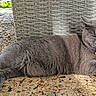 Peluche a rejoint le concours — aidez-le/la à gagner de superbes lots ! animal, cat, ears, feline, fur, gray_cat, ground, lounging, lying_down, outdoor, patio, pet, photography, pink_collar, portrait, relaxed, sleepy, sunlight, whiskers, wicker_chair