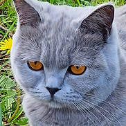 Peluche participe au concours pour gagner de l'argent avec cette photo : amber_eyes, animal, cat, close_up, cute, daylight, feline, flower, fur, garden, grass, gray_cat, mammal, nature, outdoor, pet, portrait, relaxed, resting, whiskers