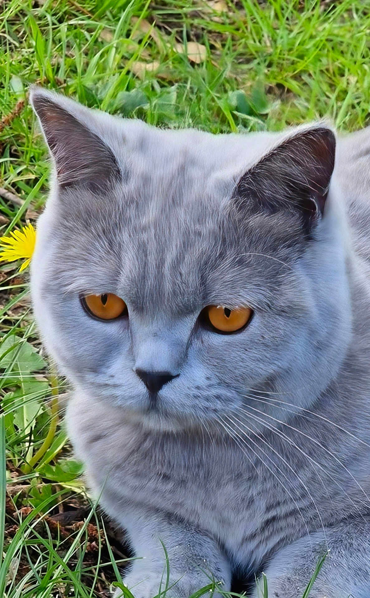 Peluche participe au concours pour gagner de l'argent avec cette photo : amber_eyes, animal, cat, close_up, cute, daylight, feline, flower, fur, garden, grass, gray_cat, mammal, nature, outdoor, pet, portrait, relaxed, resting, whiskers