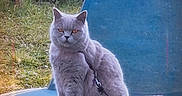 Peluche participe au concours pour gagner de l'argent avec cette photo : animal, blue_chair, british_shorthair, cat, collar, ears, fur, garden, grass, gray_cat, leash, lounge_chair, outdoor, pet, portrait, sitting, sparkles, tail, text_overlay, whiskers