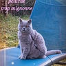 animal, blue_chair, british_shorthair, cat, collar, ears, fur, garden, grass, gray_cat, leash, lounge_chair, outdoor, pet, portrait, sitting, sparkles, tail, text_overlay, whiskers