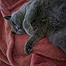 Peluche participe au concours pour gagner de l'argent avec cette photo :