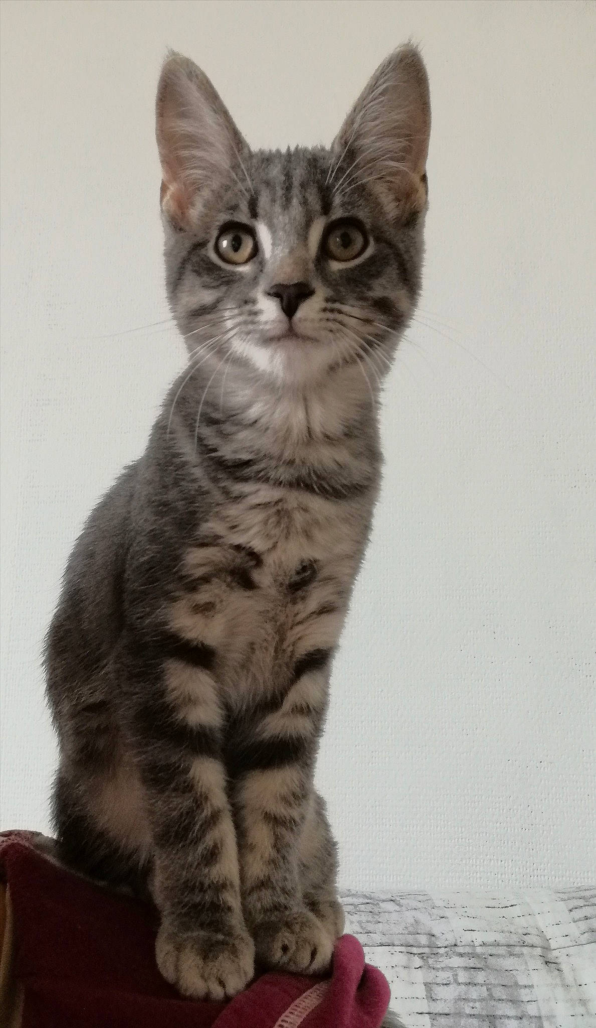 Kinley a rejoint le concours — aidez-le/la à gagner de superbes lots ! carnivore, cat, domestic_short_haired_cat, felidae, fur, paw, sitting, small_to_medium_sized_cats, snout, tail, terrestrial_animal, whiskers, wildlife